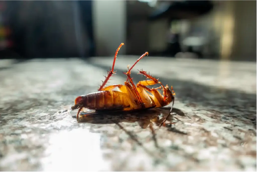 First-Kill-Pest-Conrol-cockroach-control-pest-control -cockroach-pest-control