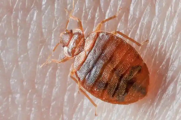 First-kill-pest-control-bed-bug-control-bed-bug-treatments-bed-bug