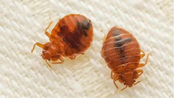 First-kill-pest-control-bed-bug-treatment-bed-bug-pest-control-bed-bugs