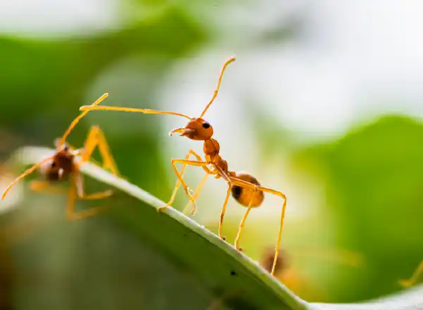 First-kill-pest-control-melbourne-ant-pest-control