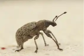 First-kill-pest-control-weevil-control-weevil-pest-control-beetle-pest-control