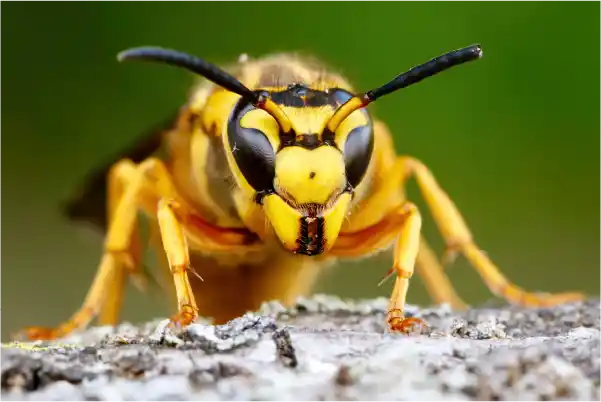 first-kill-pest-control--wasp-wasp-removal-waspcontrol